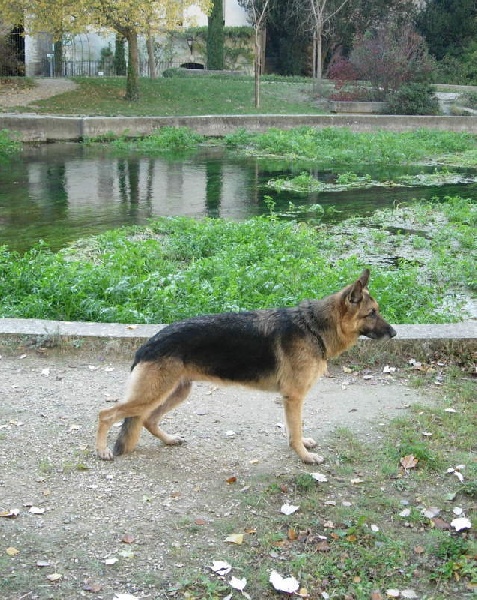 Roxy du Meolion
