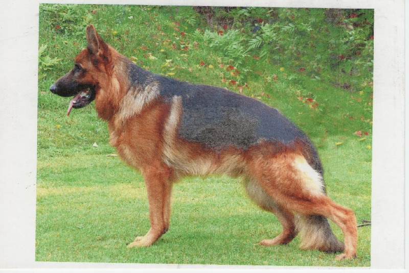 ELANN DE VALVIGNE LE PAPA DES CHIOTS 2011