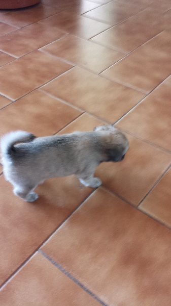 LES BB H YOSHI