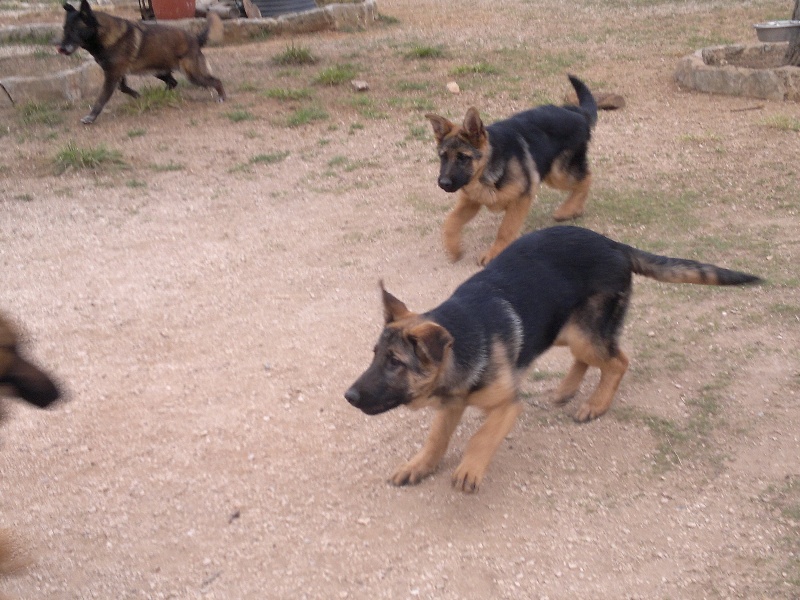 LES CHIOTS 2011 DES NOUVELLES