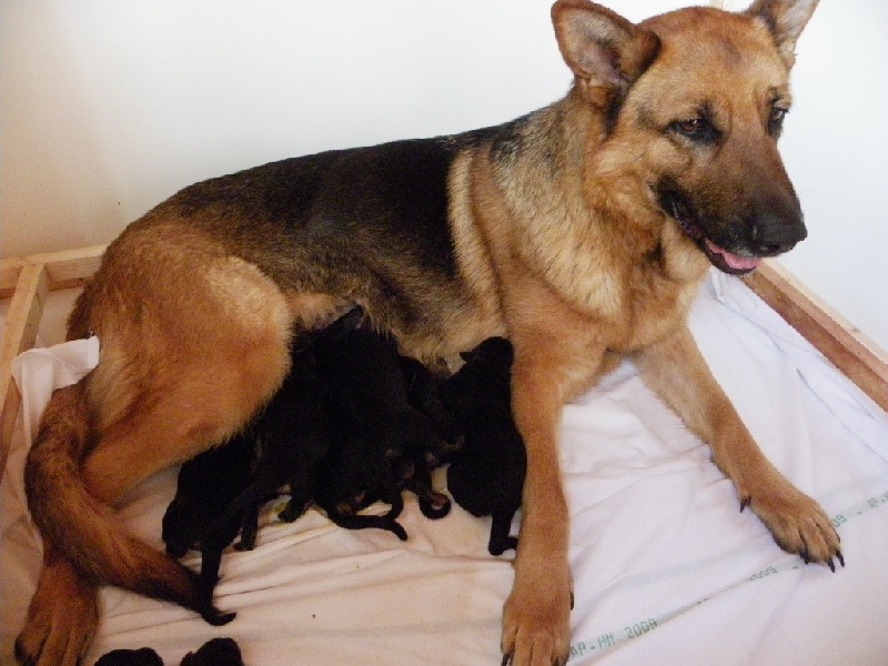 les chiots de créole