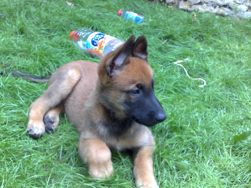 DES NOUVELLES DES CHIOTS A LILI