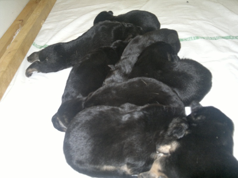 LES BEBES BA 2011