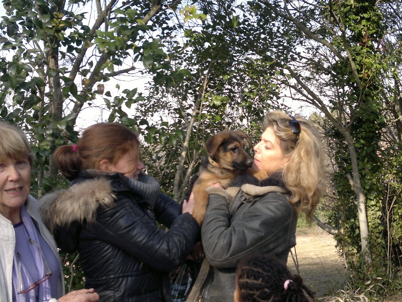 LES CHIOTS 2011 et leurs nouvelle famille