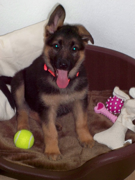Les chiots et leur nouvelle famille